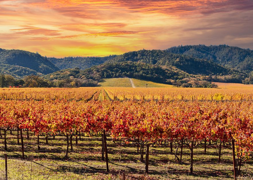 Vineyards In Autumn