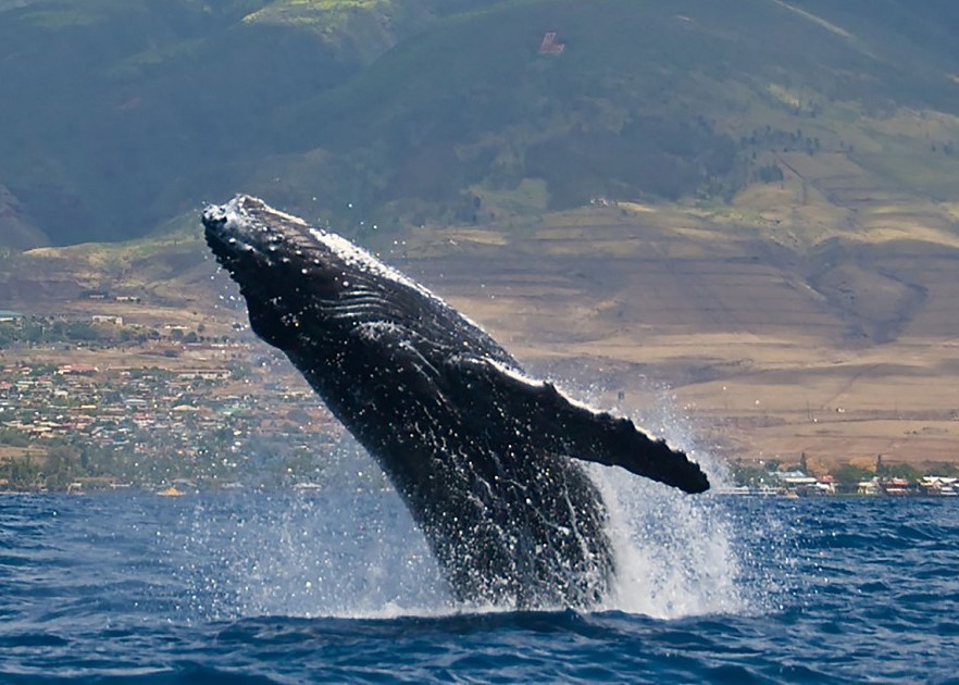 Hawaii – Maui
